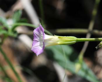 Ipomoea costellata, Crestrib Morning-glory, Southwest Desert Flora